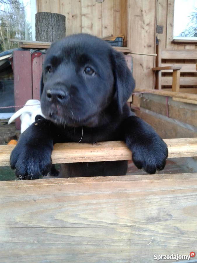 Labradory szczeniaki dwumiesięczne szukają domu sprzedam