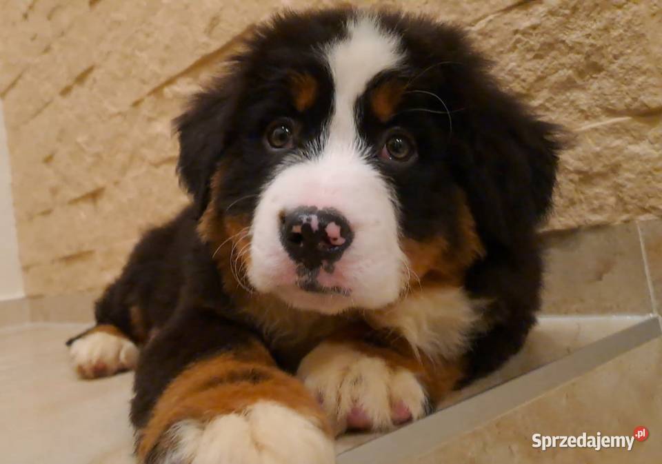 Berneński Pies Pasterski z rodowodem Wieluń
