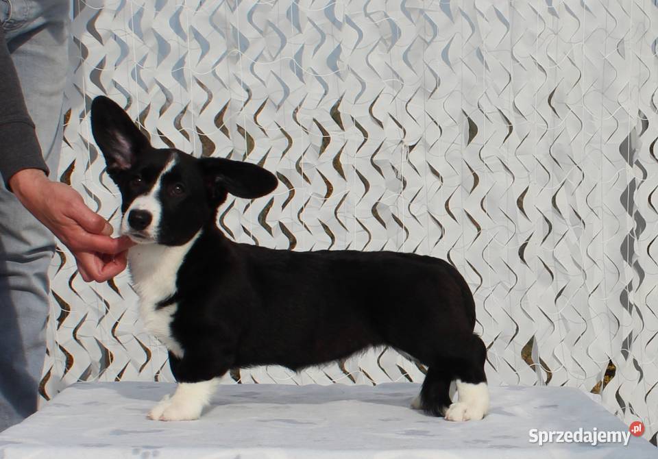 Welsh corgi cardigan Pozostałe dolnośląskie Wrocław
