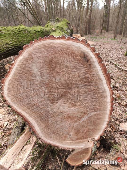 Dąb łódzkie Rawa Mazowiecka
