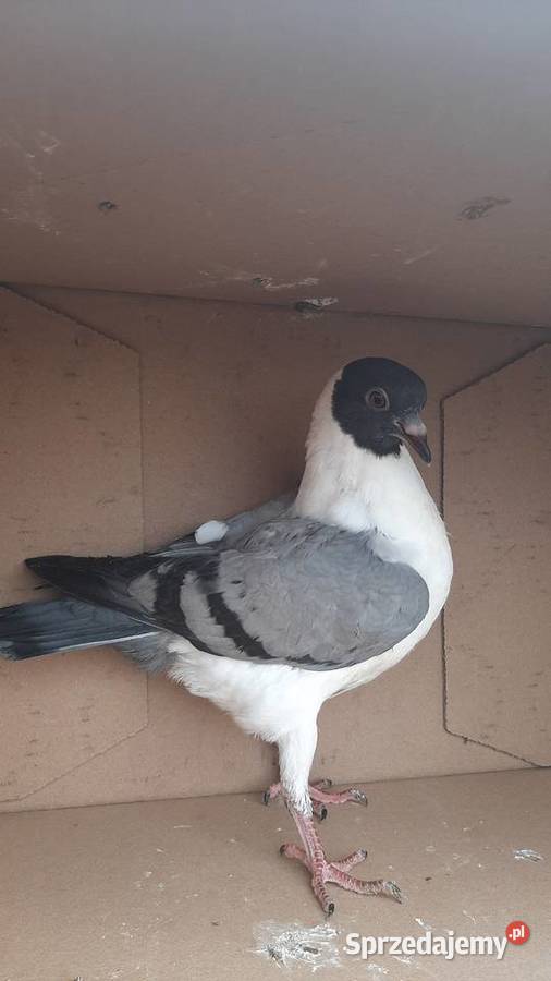 Para kuraków modeńskich