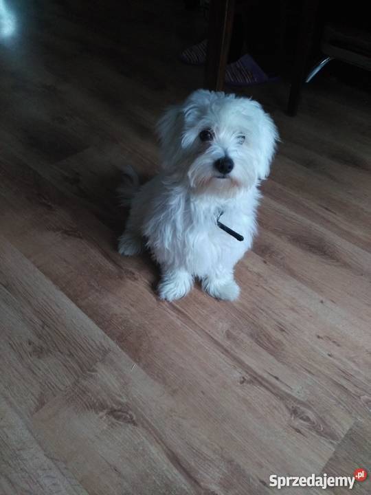 Maltańczyk 5 mcy wielkopolskie Leszno