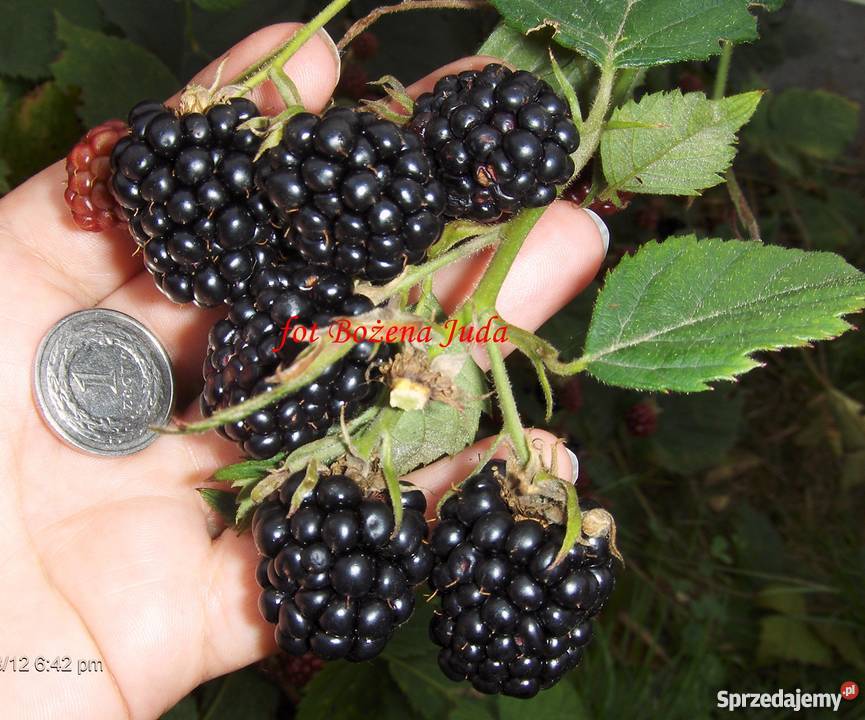 JEŻYNA bezkolcowa wielkie krzaczki Rośliny małopolskie Skawina
