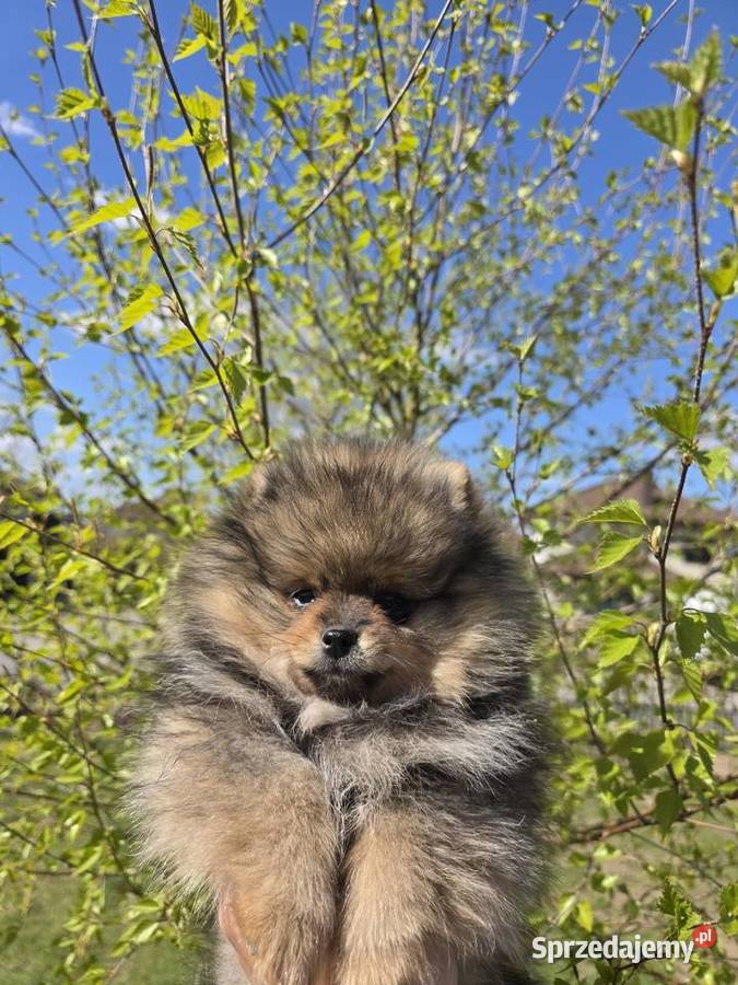 Szpic miniatirowy Pomeranian FCI Rawa Mazowiecka