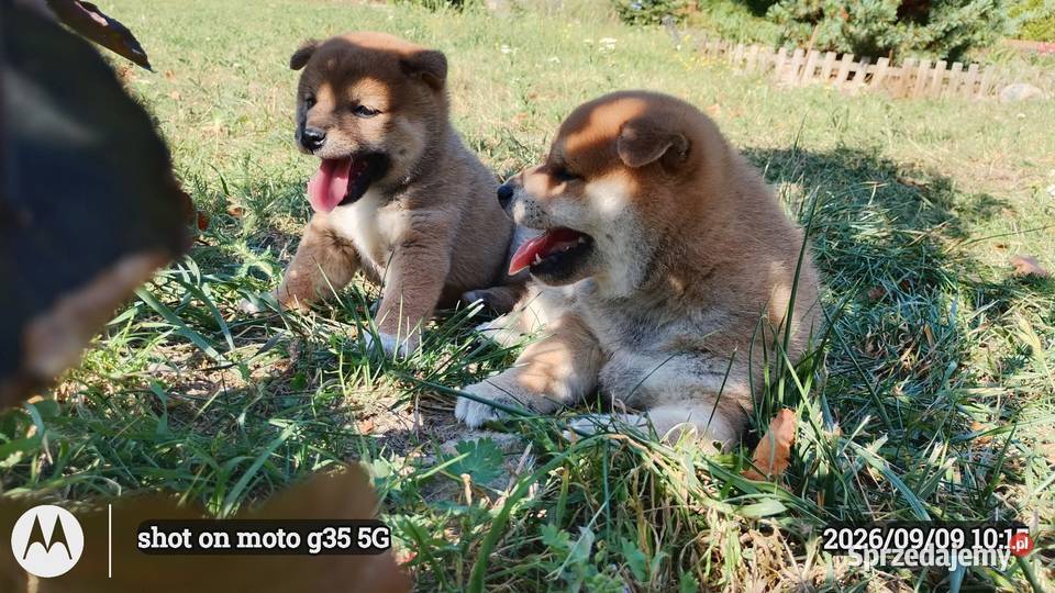 Rezerwacje na dwoje szczeniąt rasy Shiba Inu Bychawka Trzecia