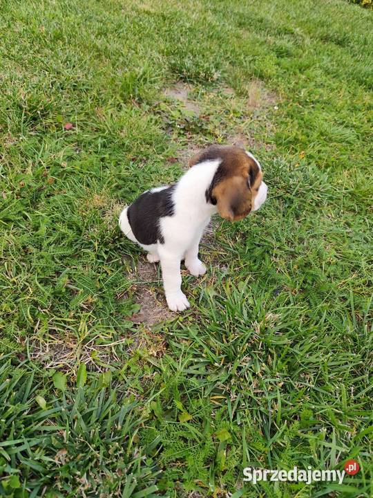 Śliczne Beagle metryka czip wyprawka Poddębice sprzedam