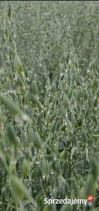 Owies POKER czyszczony Zboża Lipsko sprzedam