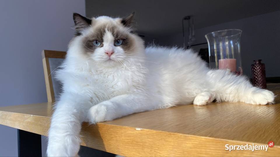 Kotki kocurki Ragdoll FPL Katowice