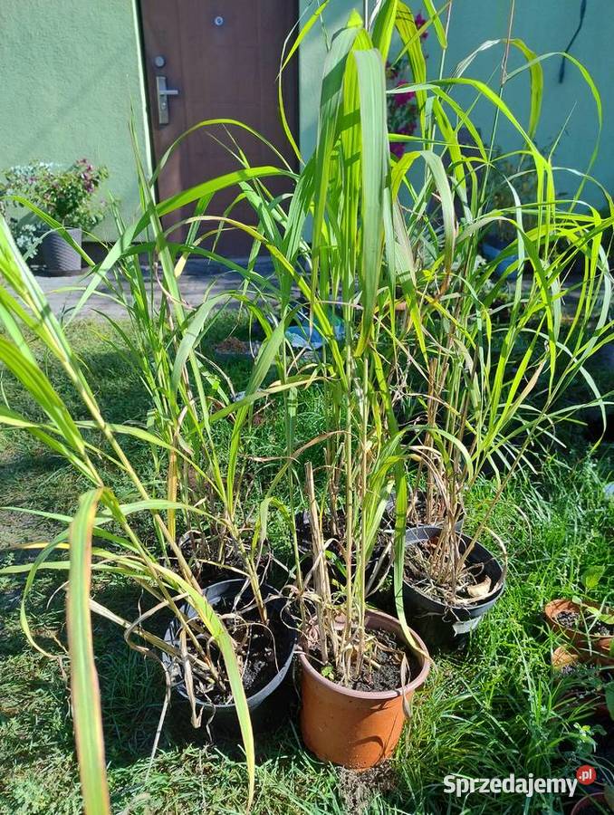 Anabell bluszcz hedera miskant memory podkarpackie Nisko