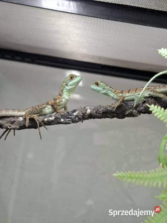 Bazyliszek płatkogłowy Basiliscus plumifrons Kraków