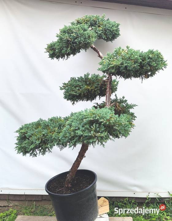 Bonsai Niwaki Jałowiec Blue Carpet Medynia Łańcucka
