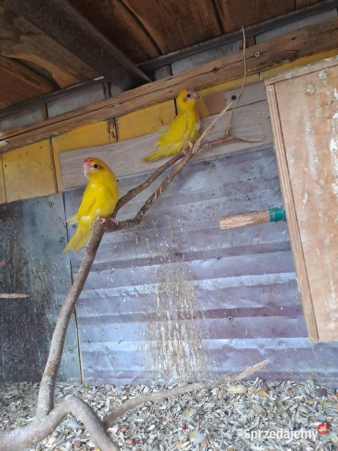 sprzedam papugi kozy Wawrzeńczyce