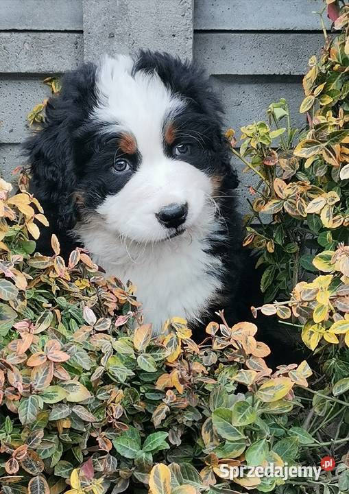Berneński pies pasterski szczeniak Berneński Pies Pasterski Brudzewice