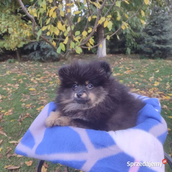 Wzorcowy Mały Szpic Niemiecki piękny exterrier Szpic miniaturowy Krapkowice