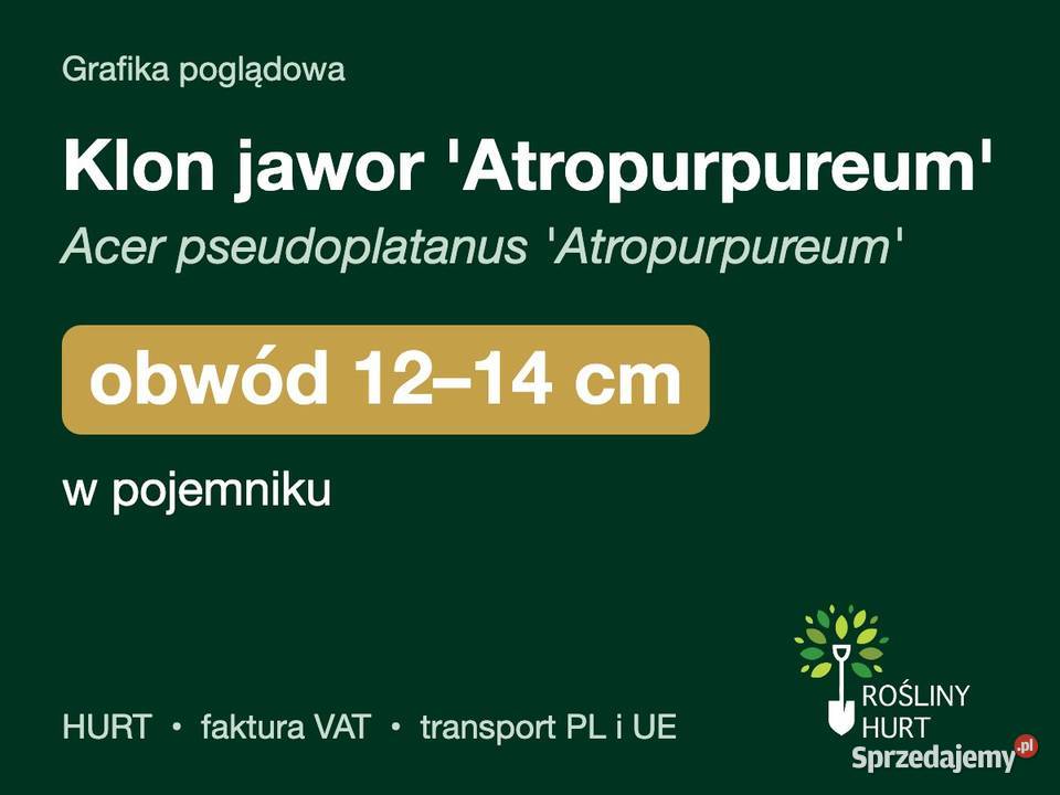 Klon jawor Atropurpureum obwód 1214 w pojemniku