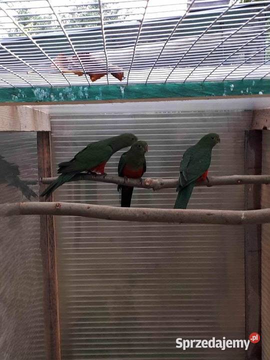 Papugi królewskie szkarłatki Skała