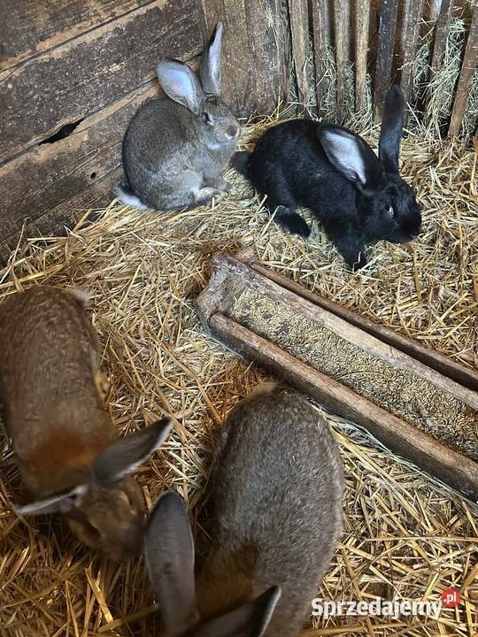 Sprzedam króliki Doruchów