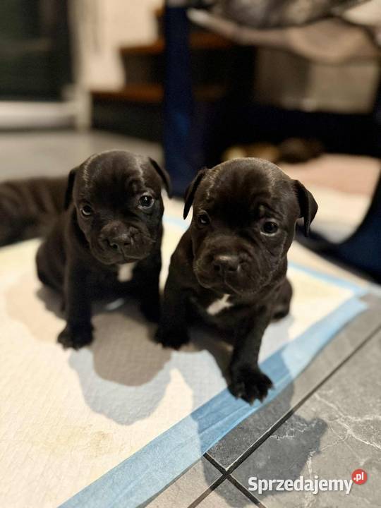 Staffordshire Bull Terrier Stafik Staffik śląskie Zabrze