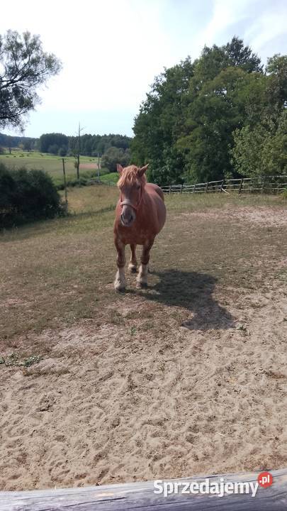 Sprzedam klacz zimnokwista że źrebakiem Gąbin