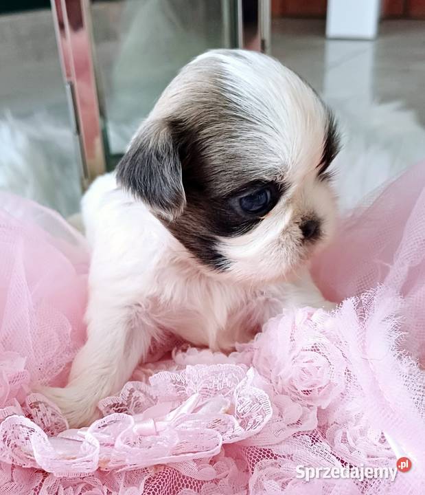 Shihtzu dziewczynka Gostyń