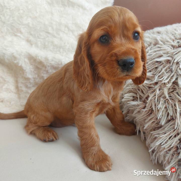 Cocker spaniel angielski