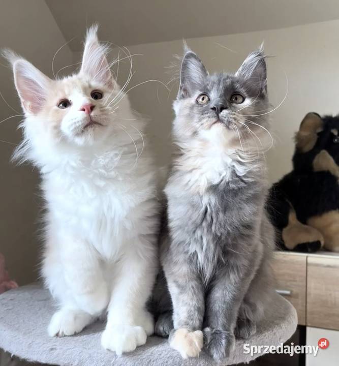 Maine Coon Niebieskie szylkretki Linia Shaded Wińsko sprzedam