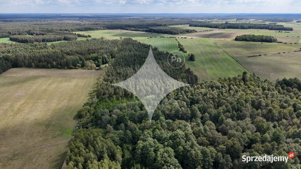 50letni Las Brzoza Sosna Gmina Rajgród podlaskie Pieńczykowo