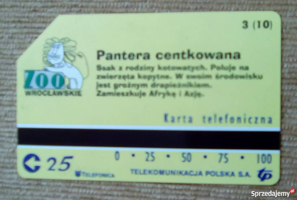 PANTERA CENTKOWANA GROŹNY SSAK DRAPIEŻNY Piszczac