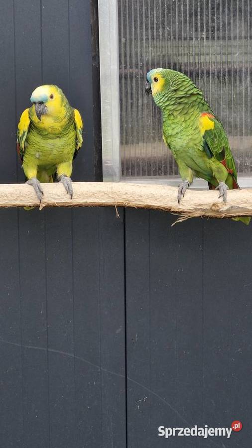 Amazonka niebieskoczelna aestiva xanthopteryx Zakrzów Turawski