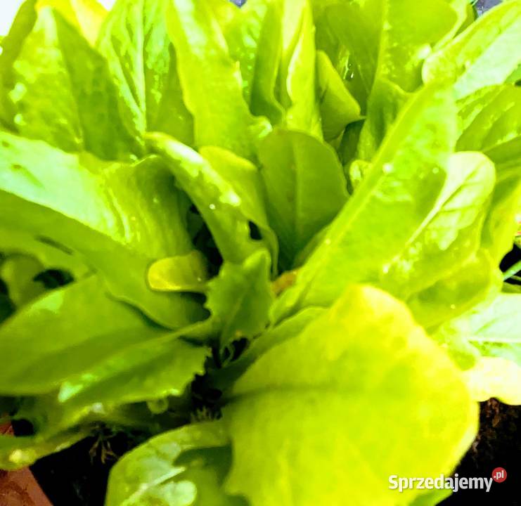 Dynia krzaczasta Unikat Nasiona pestki kolekcja Kraków