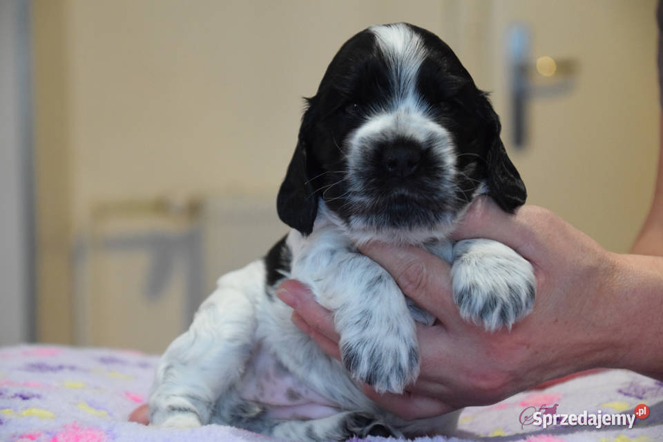 Cocker Spaniel Angielski Brendy Cocker Spaniel Nowy Sącz sprzedam