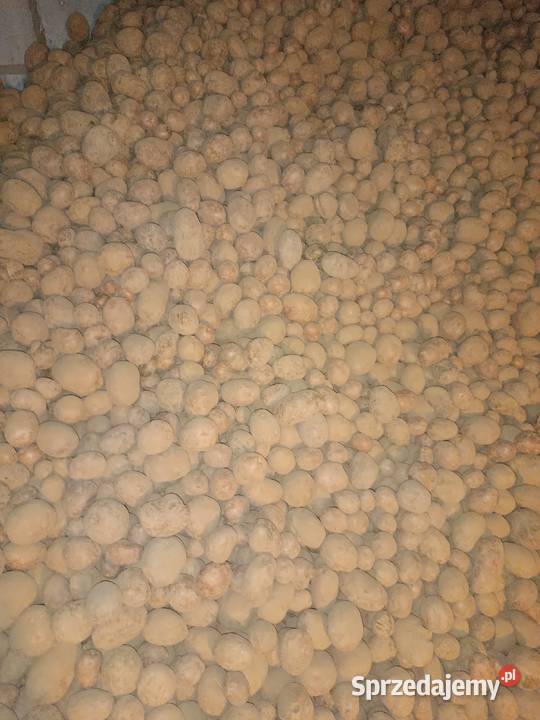Sprzedam ziemniaki BellarosaOtolia