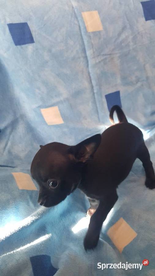 Chihuahua pieseksuczka mazowieckie Ciechanów