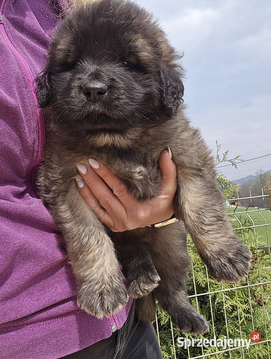 Leonberger suczki Championach FCI Pozostałe małopolskie Andrychów