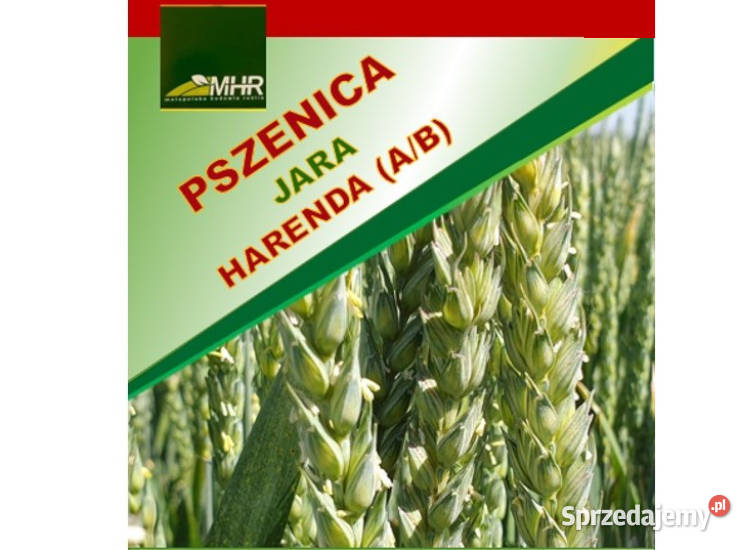 Pszenica jara kwalifikowana C1 Harenda przewódka Mieleszyn