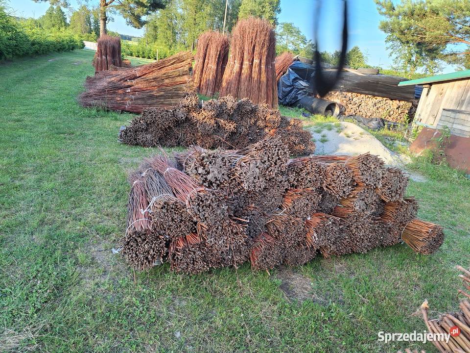 Wiklina sucha sortowana Leżajsk