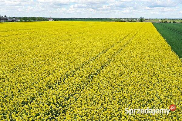 Dzierżawa nieużytki rolna Ruda