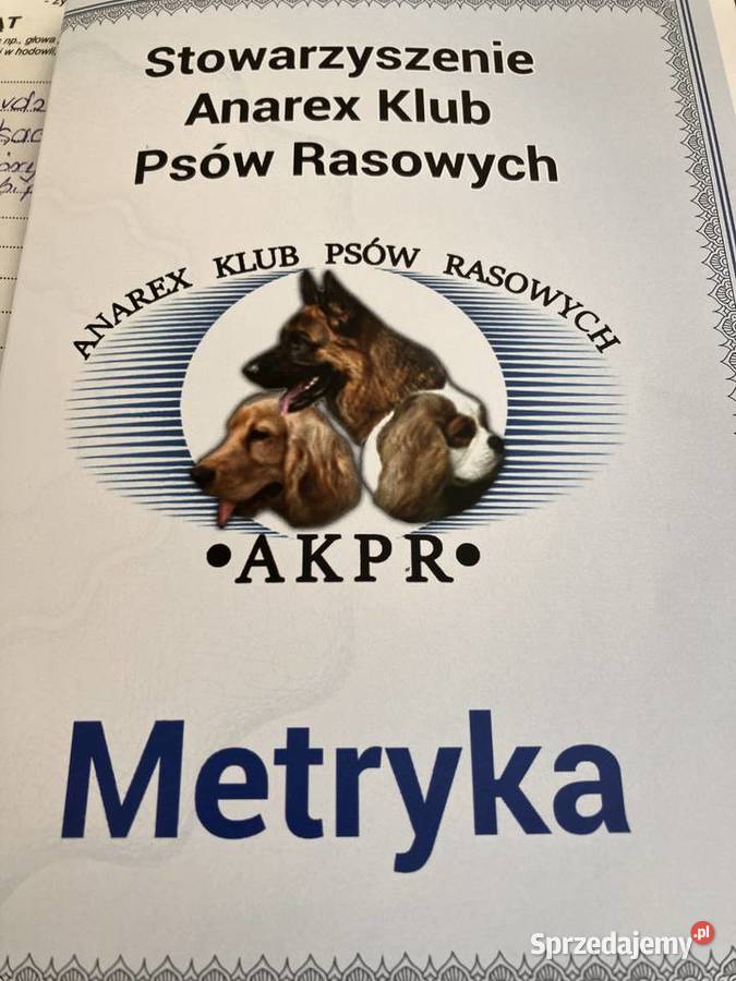 Bolde Collie szczeniaki pomorskie Mrówczyno sprzedam