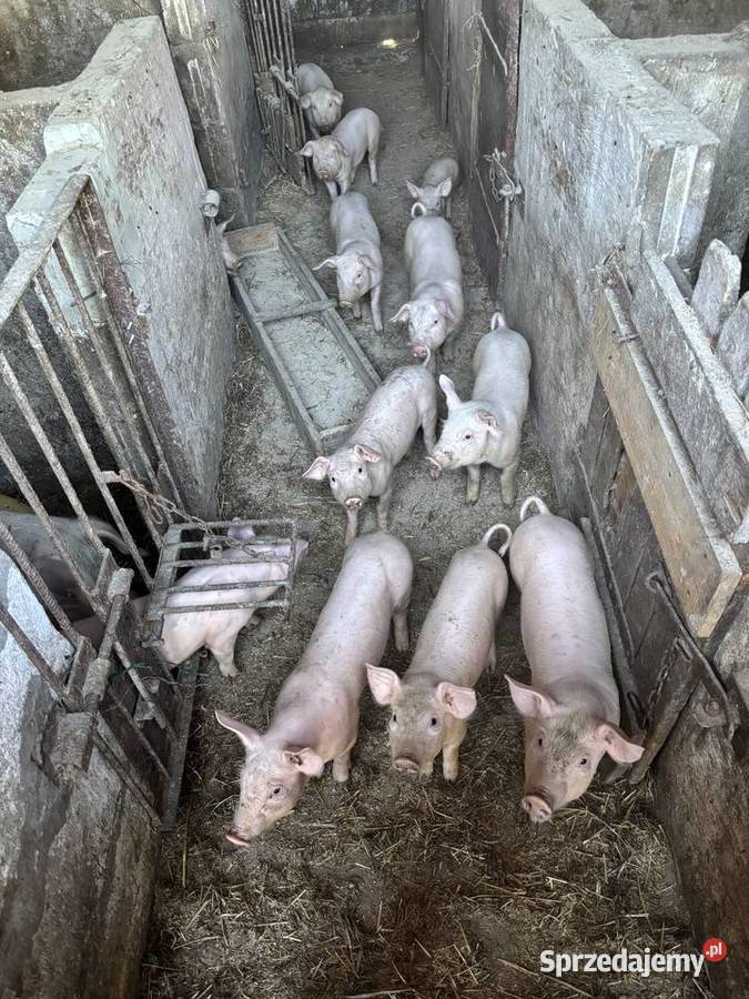 Prosięta mięsne PBZ Trzoda chlewna Michów sprzedam