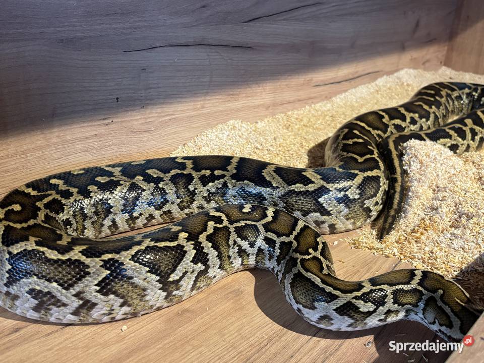 Pyton birmański tygrysi samiec classic het małopolskie Spytkowice sprzedam