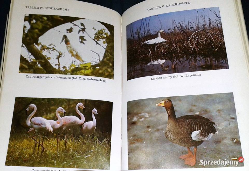 Ptaki Mały słownik zoologiczny Tom 12 Przemysław Rok wydania 1990
