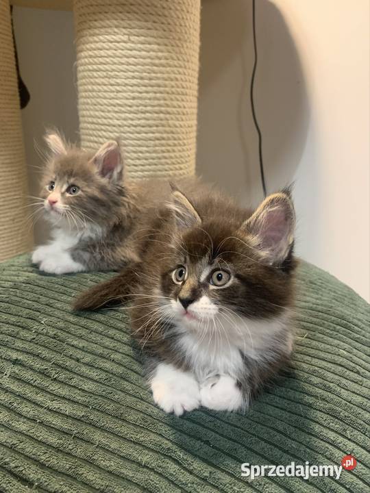 Maine Coon Kocur Czarno Biały Wybitne Warszawa