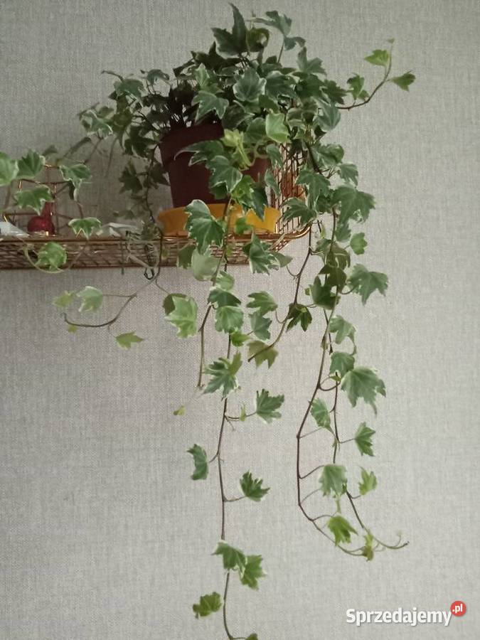 Roślina doniczkowa bluszcz Hedera Helix Liściaste Rośliny łódzkie Łódź
