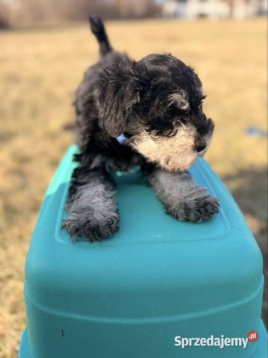 Sznaucer Miniatura pieprz i sól pomorskie Gdańsk sprzedam