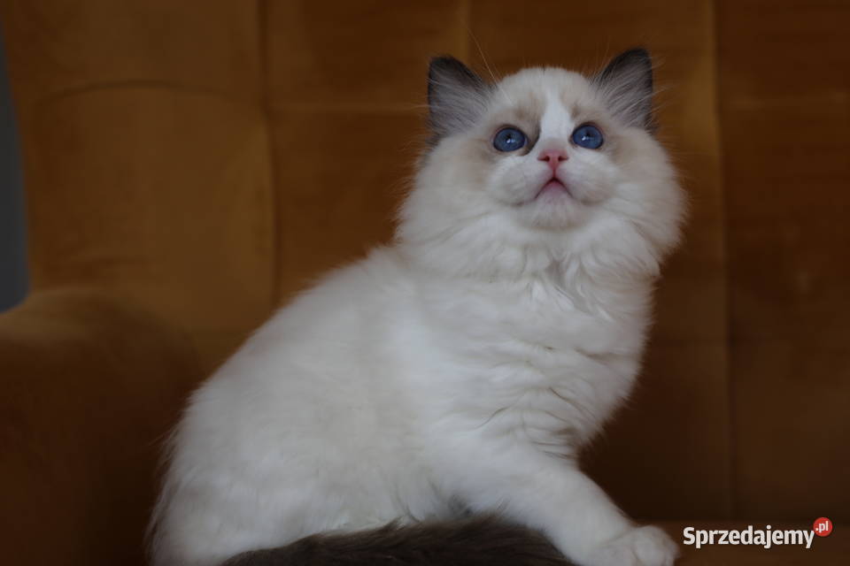 Koteczka Wicca z hodowli Castillo Cat Santocko