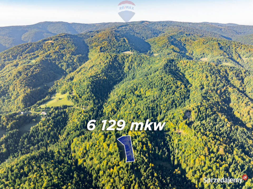 Polana w lesie Harklowa