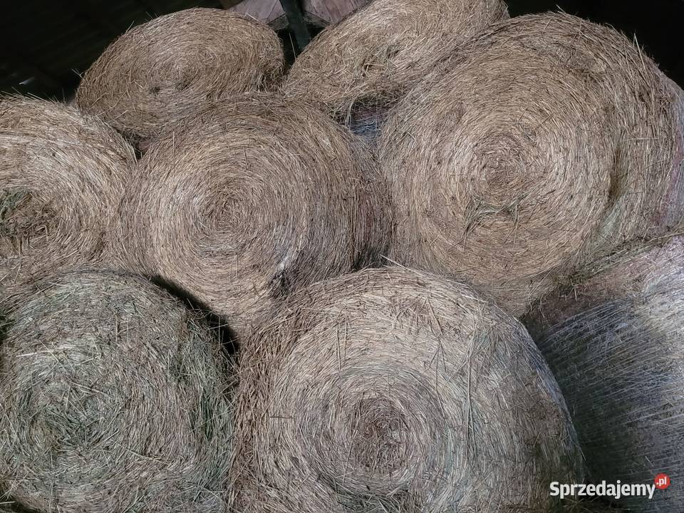 SIANO duże bele Dobrzęcino sprzedam