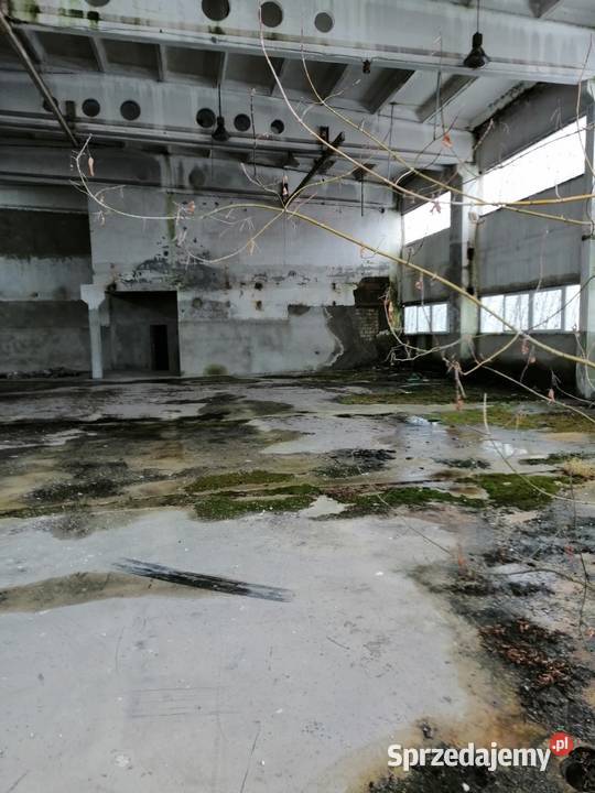 Hala przemysłowa Syndyka Głuchów Garwolin sprzedam