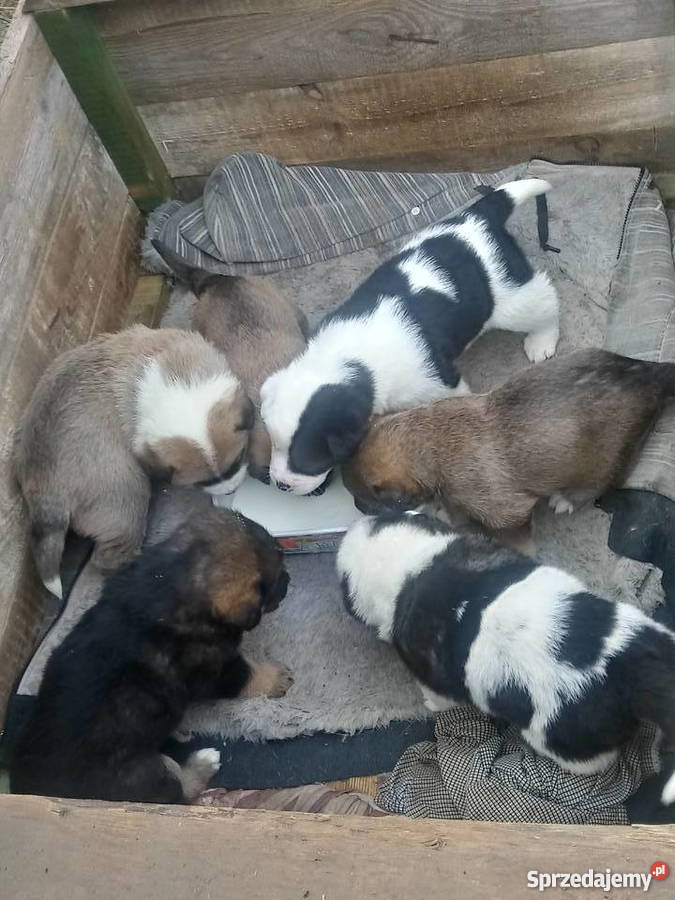 Sympatyczne pieski szukają domu Tarczyn