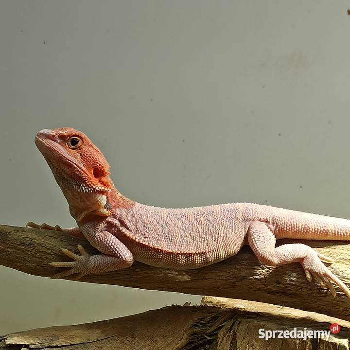 Agama brodata Jaszczurka Początkujących Błonie